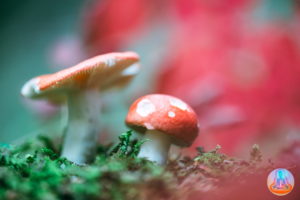 White mushrooms with red cap in green moss closeup