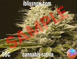 Mico Dose Cannabis Sativa