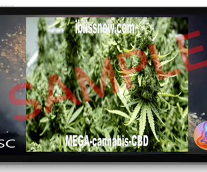Mega Dose Bundle 4 Videos