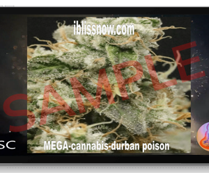 MEGA Dose Cannabis Durban Poison​