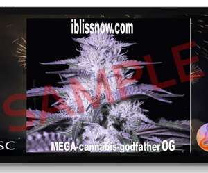 Mega Dose Godfather OG