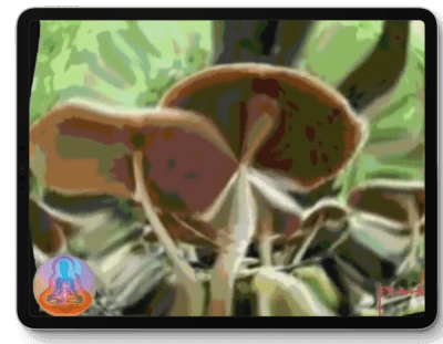 iBlissnow digital drup app reishi mushroom